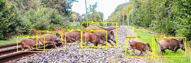 Bild der Fotofalle. Die KI hat Wildschweine über den Gleisen identifiziert und markiert sie mit einem gelben Quadrat