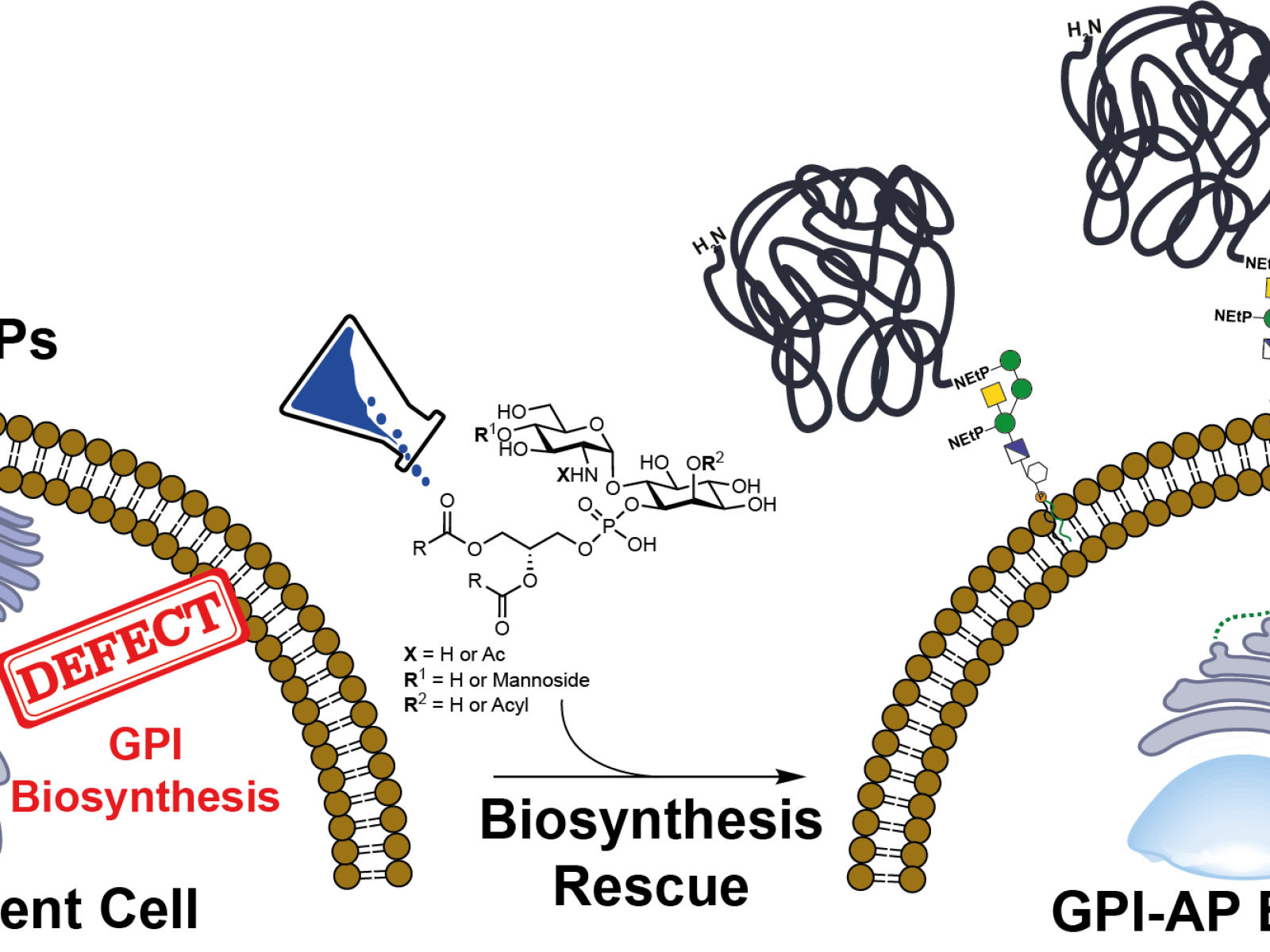 Gpi Anchored Proteins Archives Icb Projektplattform