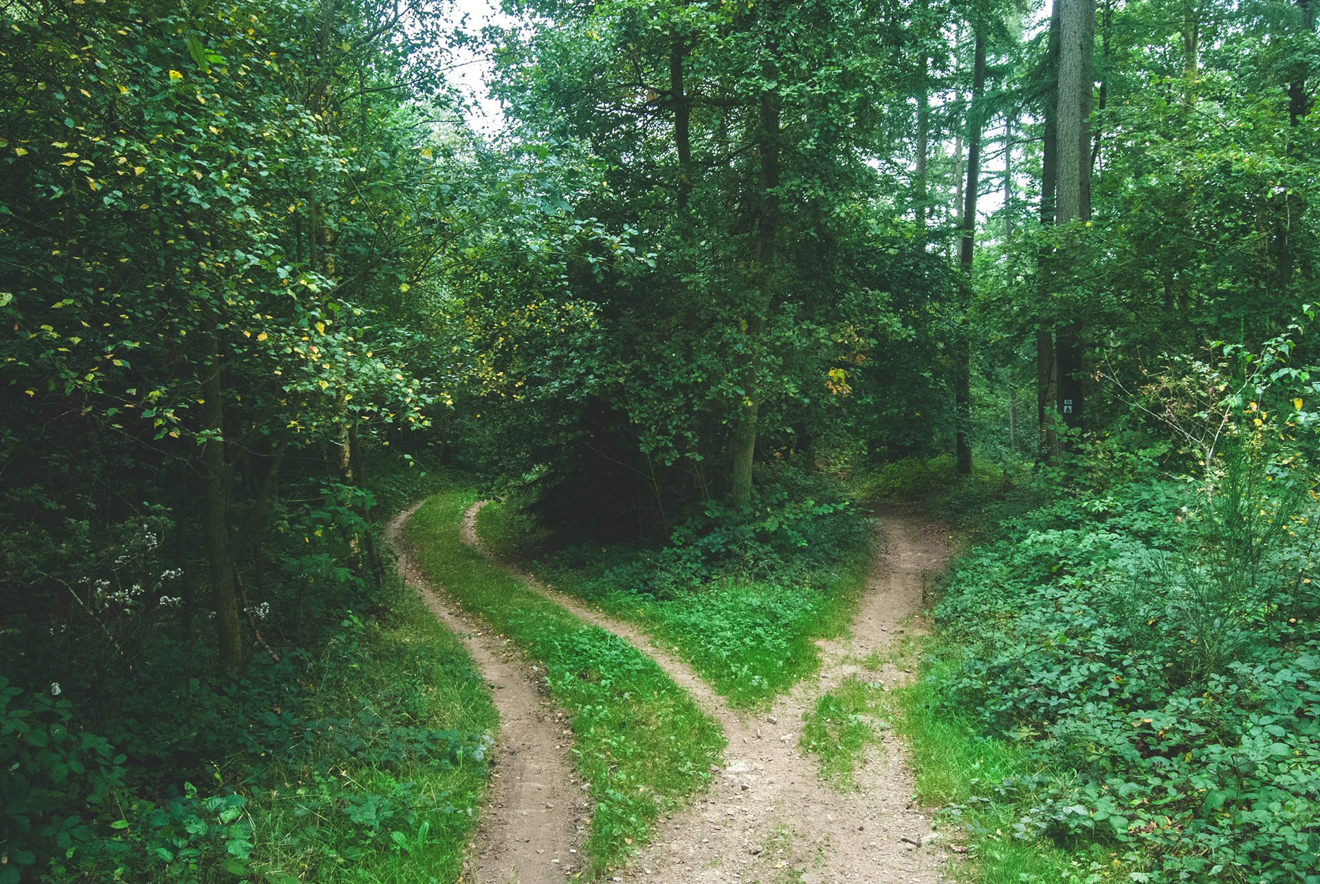 Waldweg mit Traktorspuren