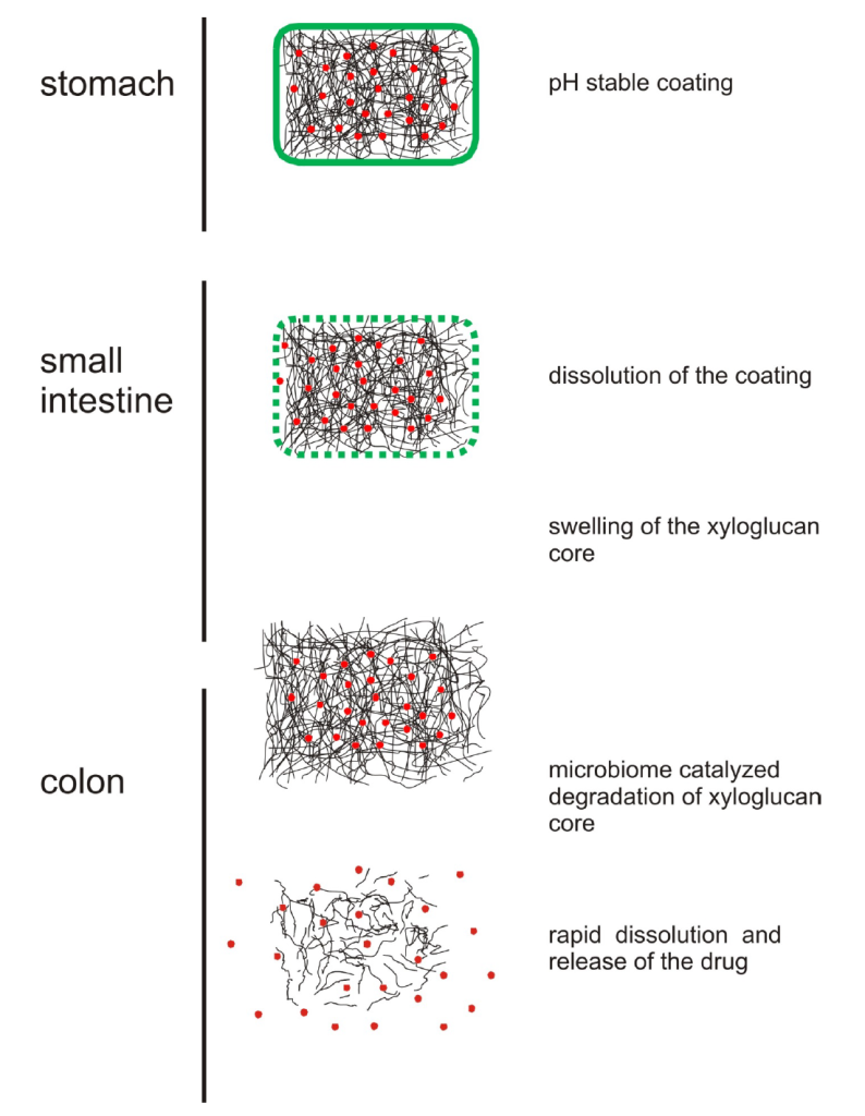 Mechanism of colonic Drug Release